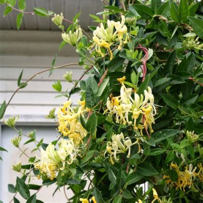 Are All Honeysuckle Flowers Edible? Exploring the Myths and Realities of Nature's Sweet Blooms