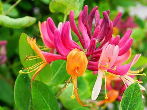 Are All Honeysuckle Flowers Edible? Exploring the Myths and Realities