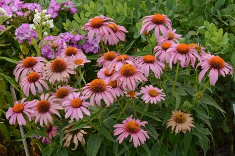 Are Cone Flowers Deer Resistant? Exploring the Intricacies of Garden Dynamics and Wildlife Interactions