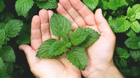 Are Mint Flowers Edible? Exploring the Culinary and Medicinal Uses of Mint Blooms