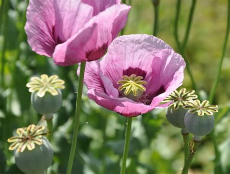 Are Poppy Flowers Poisonous? Exploring the Myths and Realities of Nature's Enigmatic Blooms