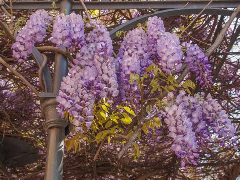 Are Wisteria Flowers Poisonous? And Why Do They Whisper Secrets to the Moon?