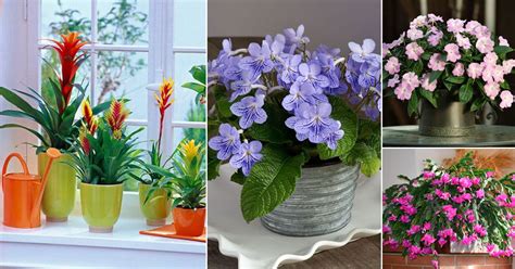 Can You Grow Flowers Indoors? And Why Do Cats Love to Sit on Your Keyboard?