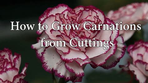 Can You Propagate Carnations from Cut Flowers? Exploring the Unlikely Connection Between Floral Reproduction and Quantum Physics