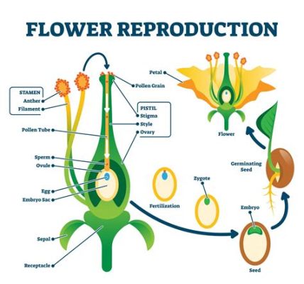 Do All Plants Have Flowers? Exploring the Mysteries of Plant Reproduction