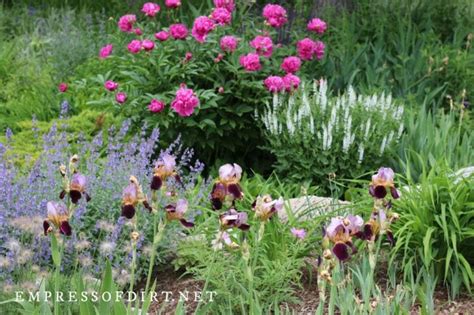 Do Deer Eat Peonies Flowers? And Why Do They Seem to Prefer Gardens Over Forests?