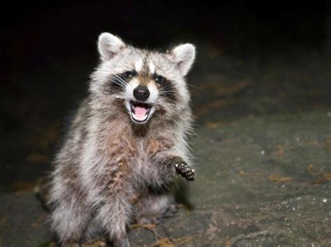 Do Raccoons Eat Flowers? And Why Do They Prefer Midnight Snacks Over Daylight Buffets?