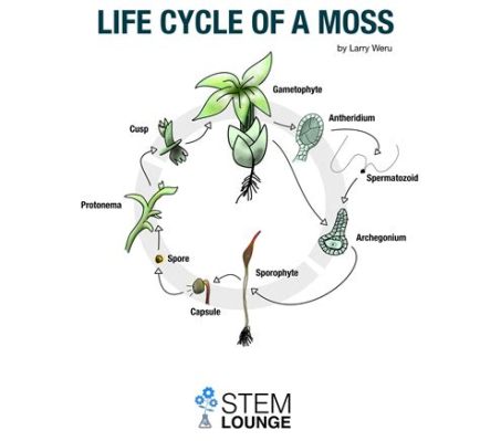 Does Moss Have Flowers? Exploring the Mysteries of Moss Reproduction