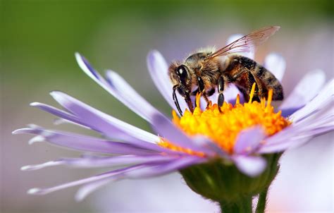 How Do Bees Find Flowers: A Journey Through Nature's Intricate Dance