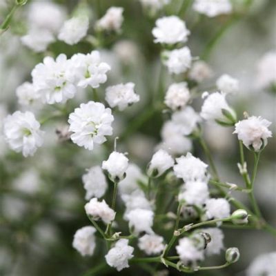 How much is baby breath flowers, and why do they whisper secrets to the moon?