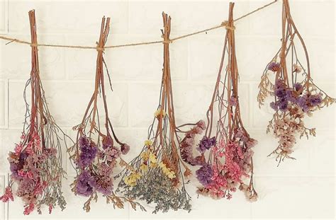 How to Hang Flowers Upside Down and Why It Might Just Be the Secret to Eternal Happiness