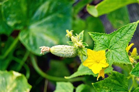 How to Increase Female Flowers in Cucumber: A Comprehensive Guide