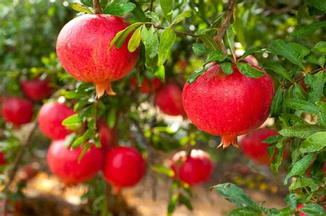  The Pomegranate Tree: A Tale of Generosity, Deception, and Unexpected Consequences!