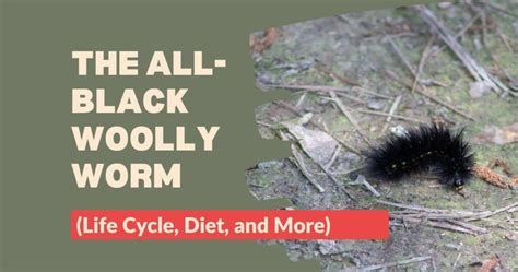 The Woolly Worm: A Tale of Transformation and Unexpected Friendship!