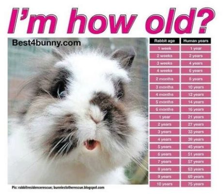 What Age Do Rabbits Start Breeding and How Does It Influence Their Social Behavior?