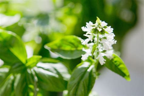 What Does It Mean When Basil Flowers? And Why Do Cats Suddenly Start Writing Poetry?