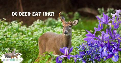 What flowers do deer eat: A whimsical exploration into the dietary preferences of our antlered friends