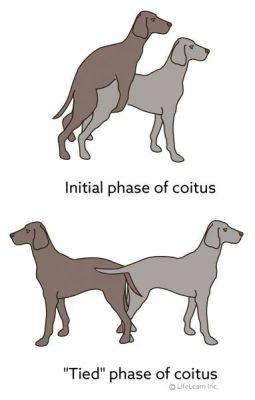 When Can a Male Dog Start Breeding: A Journey Through Time and Biology