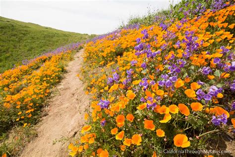 Where to See Wild Flowers Near Me: A Journey Through Nature's Palette