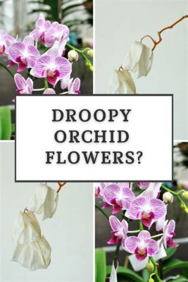 Will Droopy Orchid Flowers Recover: A Symphony of Chaos and Hope in the Garden of Life